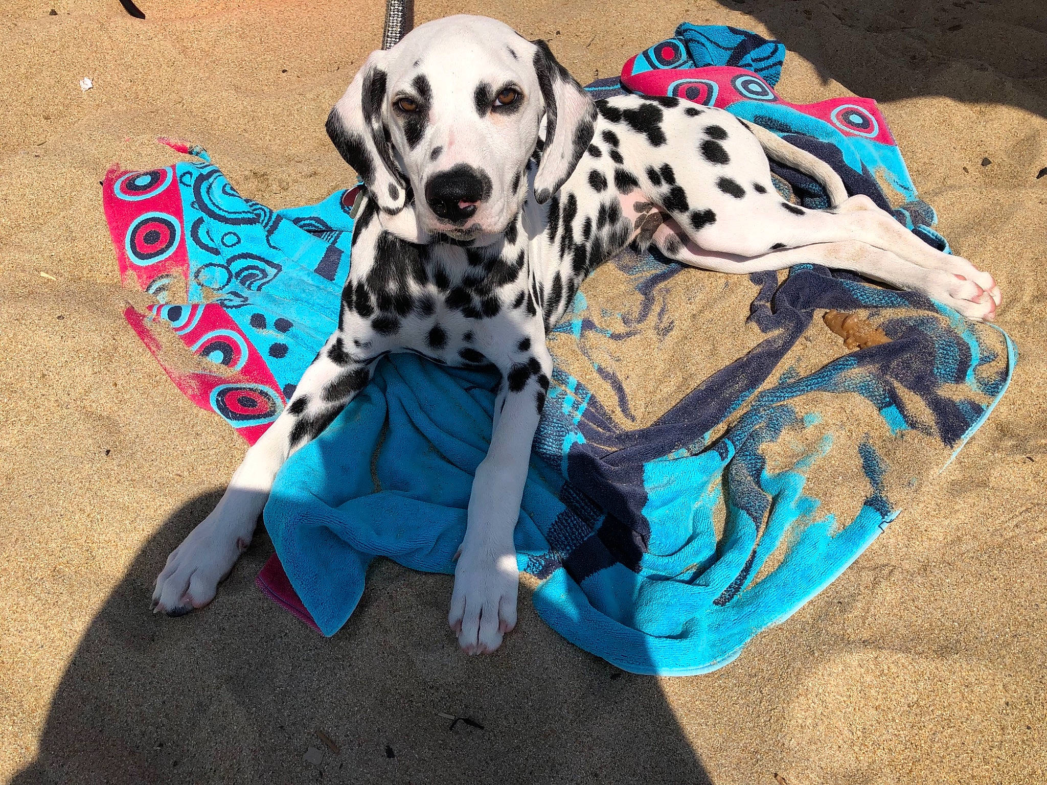 Eddy a rejoint le concours — aidez-le/la à gagner de superbes lots ! canidae, carnivore, dalmatian, dog, dog_breed, dog_clothes, dog_collar, fawn, non_sporting_group, pattern, puppy, sporting_group