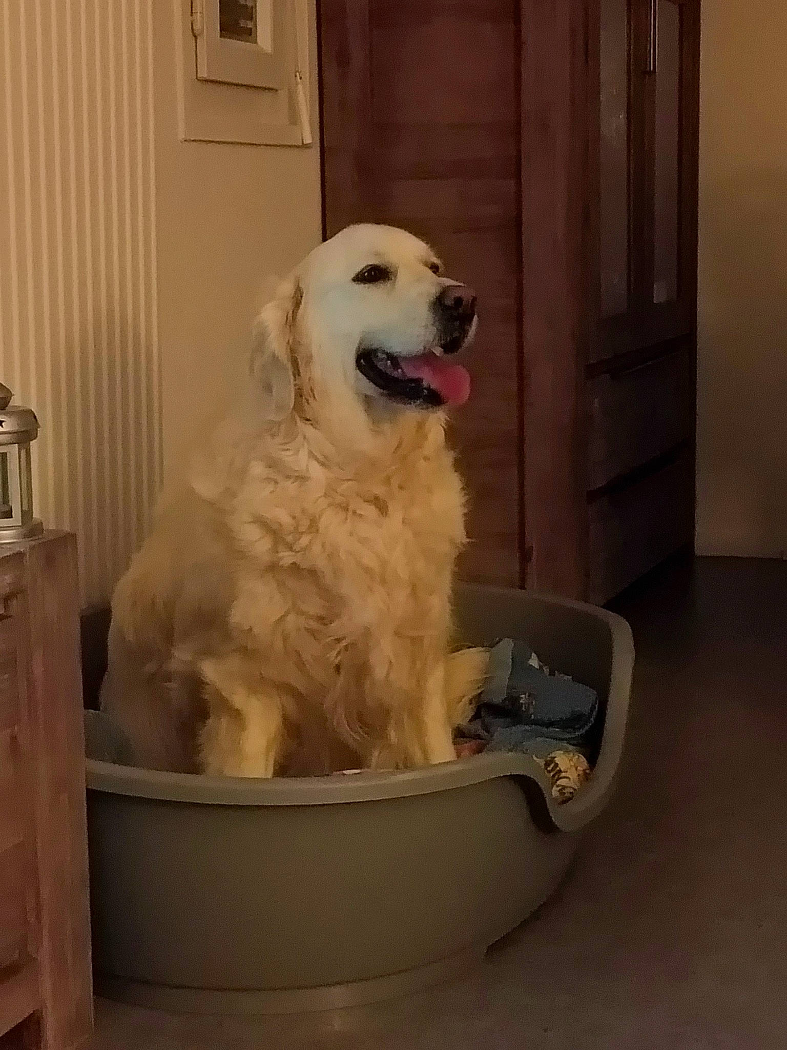 Nuts participe au concours pour gagner de l'argent avec cette photo : canidae, carnivore, companion_dog, dog, dog_breed, dog_supply, door, flooring, gun_dog, metal, pet_supply, polish_tatra_sheepdog, recreation, sporting_group, working_animal