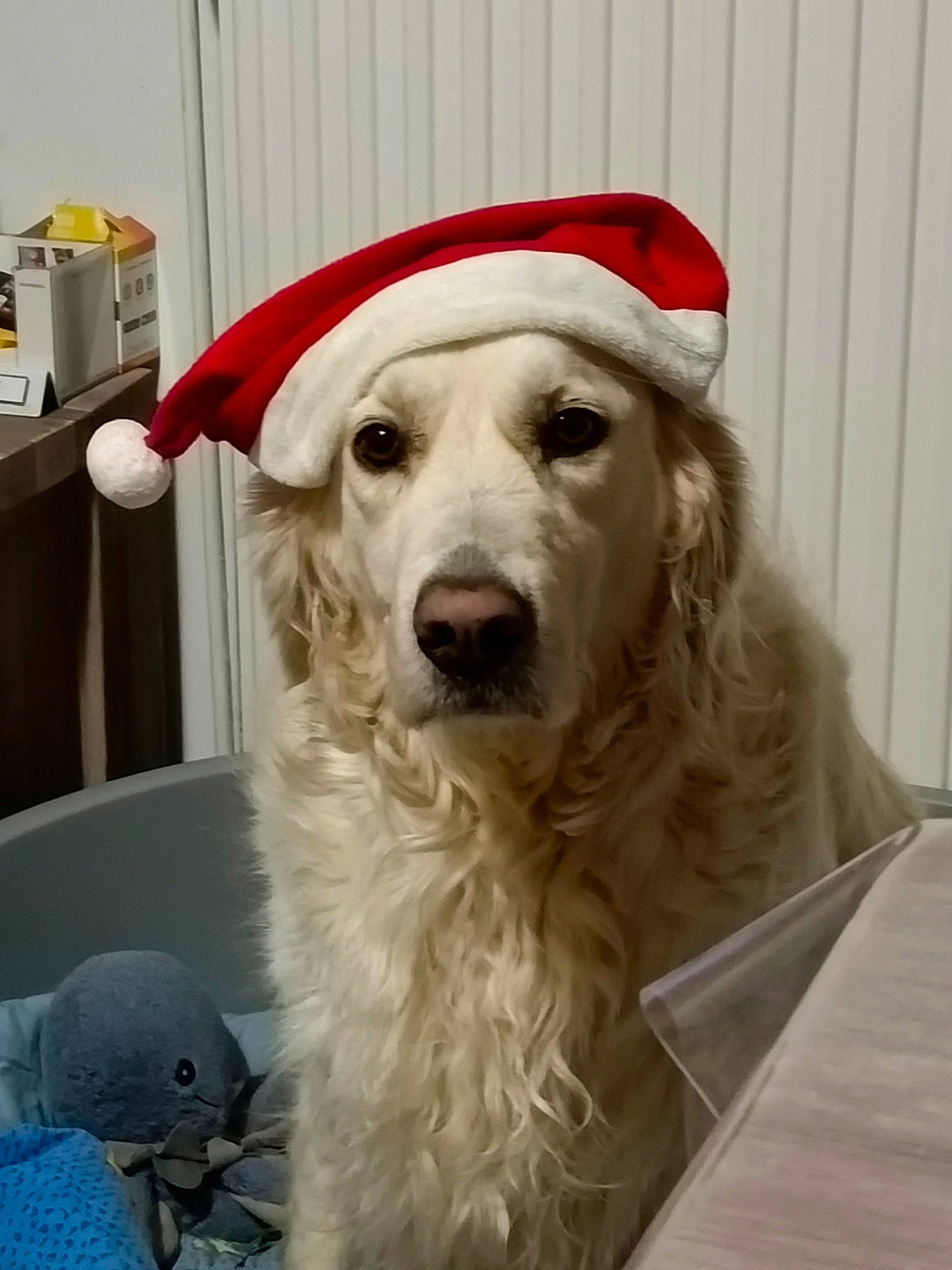 Nuts participe au concours pour gagner de l'argent avec cette photo : canidae, carnivore, companion_dog, dog, dog_breed, fang, fur, hat, sporting_group