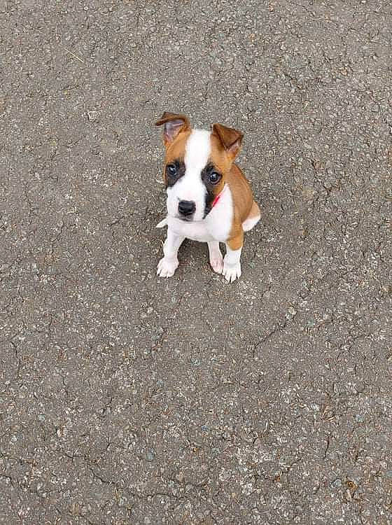 Kenza participe au concours pour gagner de l'argent avec cette photo : asphalt, canidae, carmine, carnivore, companion_dog, concrete, dog, dog_breed, dog_supply, fawn, non_sporting_group, road_surface, shadow, sidewalk, snout, soil, sporting_group, tail, toy_dog, working_animal