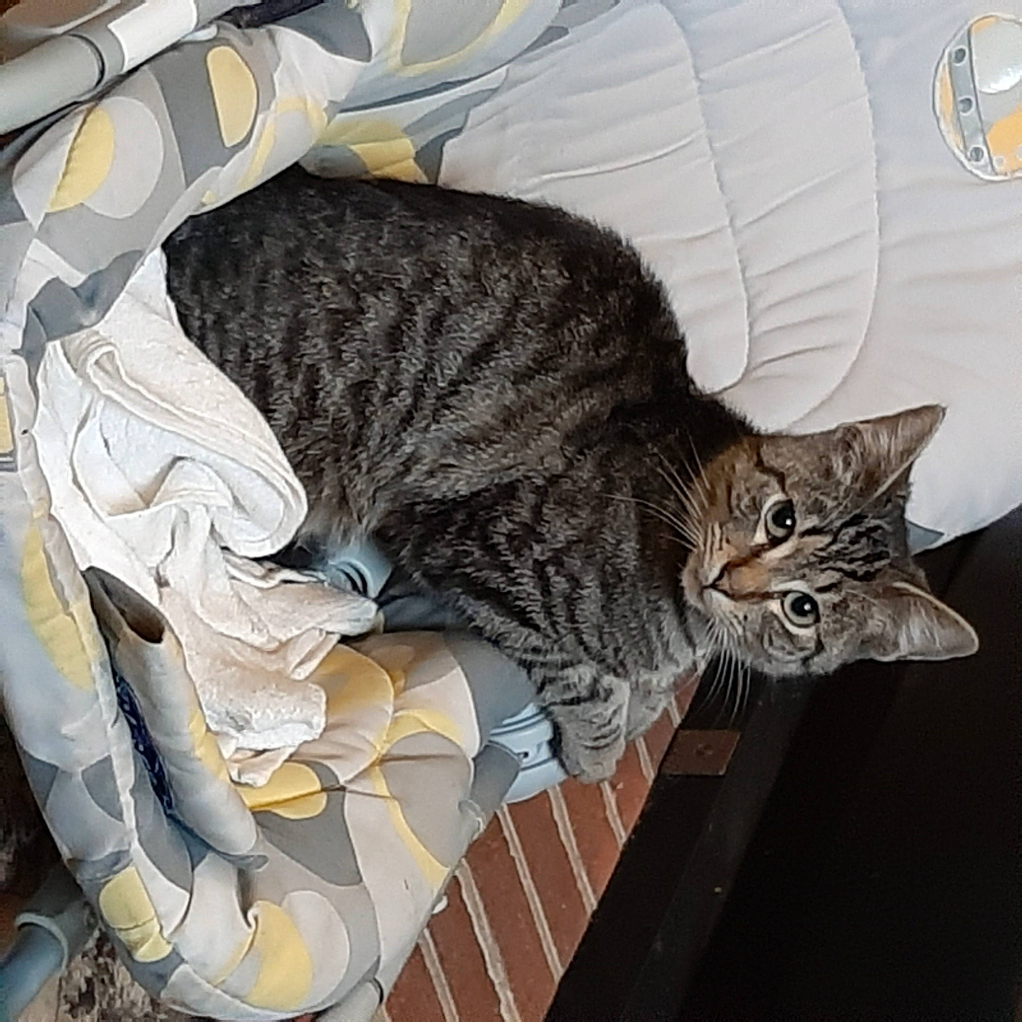 Simba participe au concours pour gagner de l'argent avec cette photo : carnivore, cat, cat_bed, comfort, domestic_short_haired_cat, felidae, fur, grey, mammal, nap, sitting, small_to_medium_sized_cats, snout, tail, terrestrial_animal, vertebrate, whiskers