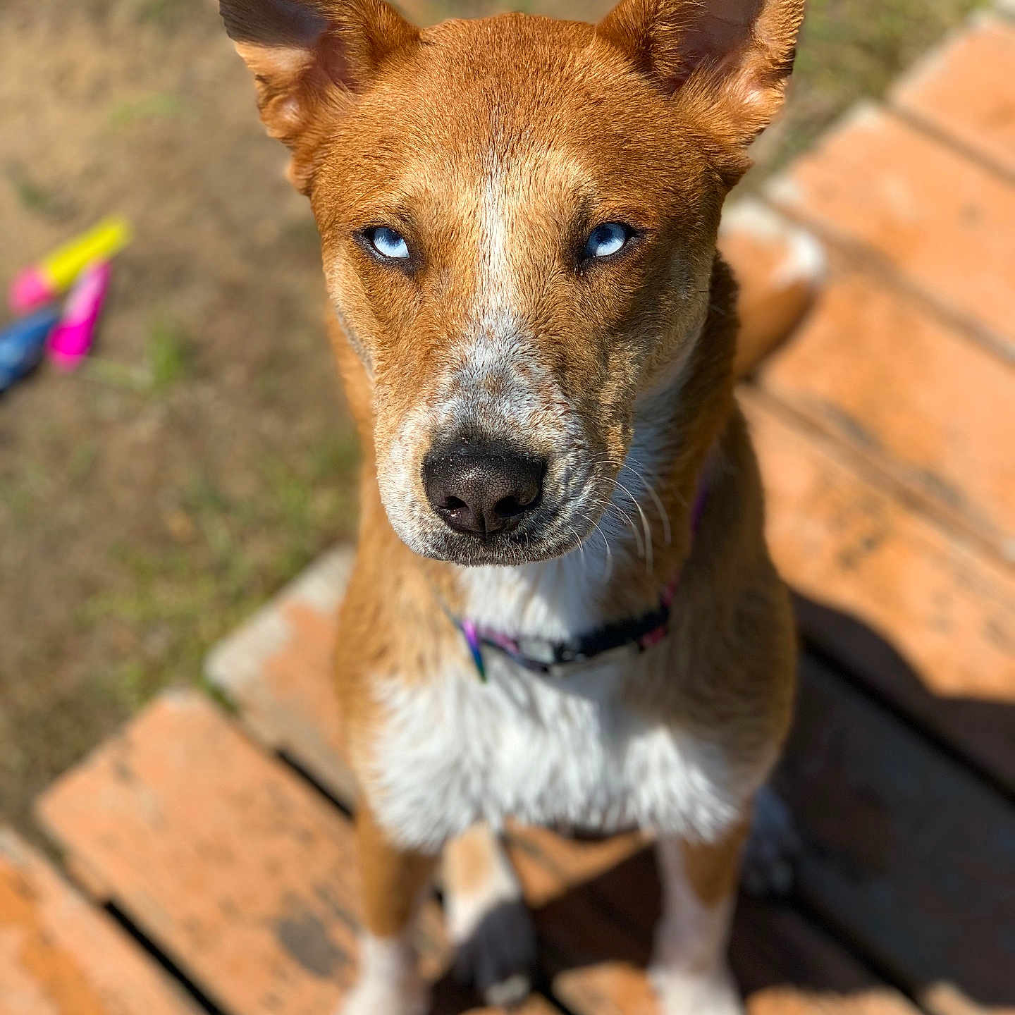 Georgia is registered to the contest to win money with this photo: accessories, animal, architecture, bench, building, canine, deck, dog, hardwood, hound, house, housing, husky, leash, pet, plywood, porch, puppy, strap, wood