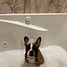 Stella joined the competition — help win amazing prizes! dog, french_bulldog, bathtub, bubbles, foam, pet, bath, indoor, tile_wall, cute, small_dog, water, wet, ears, looking_up, white, brown, black, animal, bathroom