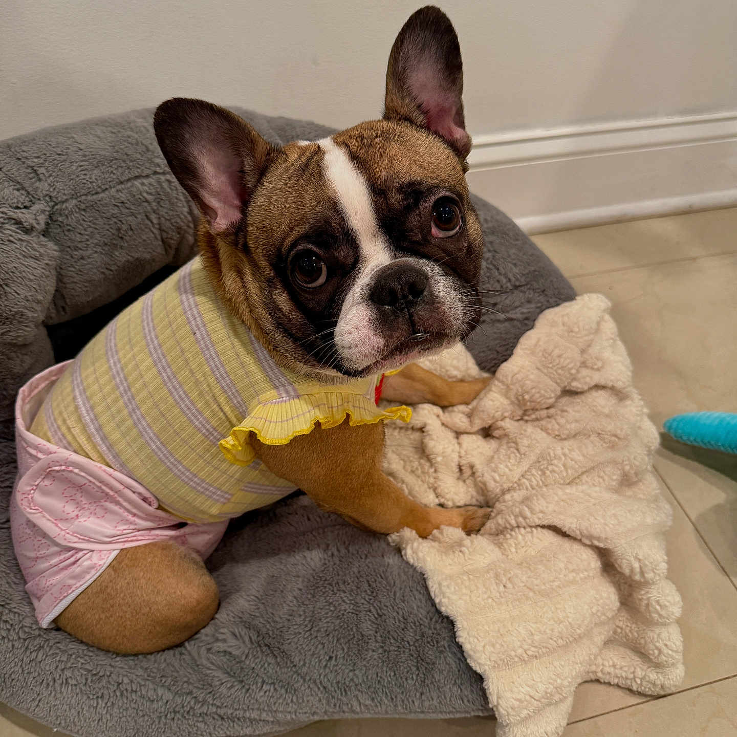 Stella