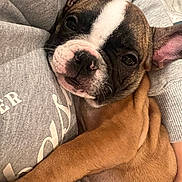 Stella is registered to the contest to win money with this photo: puppy, dog, close_up, snuggling, arms, gray_sweatshirt, brown_fur, white_markings, cute, pet, indoor, portrait, young_dog, cozy, floppy_ears, looking_at_camera, animal, companion, soft_texture, friendly