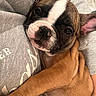 puppy, dog, close_up, snuggling, arms, gray_sweatshirt, brown_fur, white_markings, cute, pet, indoor, portrait, young_dog, cozy, floppy_ears, looking_at_camera, animal, companion, soft_texture, friendly
