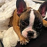 Stella joined the competition — help win amazing prizes! puppy, dog, french_bulldog, blanket, cute, pet, animal, snuggled, cozy, ears, face, fur, closeup, indoor, soft, resting, napping, adorable, young, comfort