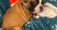 Stella is registered to the contest to win money with this photo: puppy, dog, sleeping, blanket, santa_claus, holiday, christmas, cozy, cute, fur, brown, white, black, nose, ear, face, resting, indoor, soft, warm