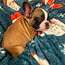 puppy, dog, sleeping, blanket, santa_claus, holiday, christmas, cozy, cute, fur, brown, white, black, nose, ear, face, resting, indoor, soft, warm