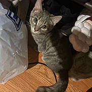 Leo joined the competition — help win amazing prizes! kitten, cat, tabby, floor, wooden_floor, curious, looking_up, indoor, pet, animal, tail, eyes, household_items, shoes, plastic_bag, fabric, candid, dim_lighting, cozy, small