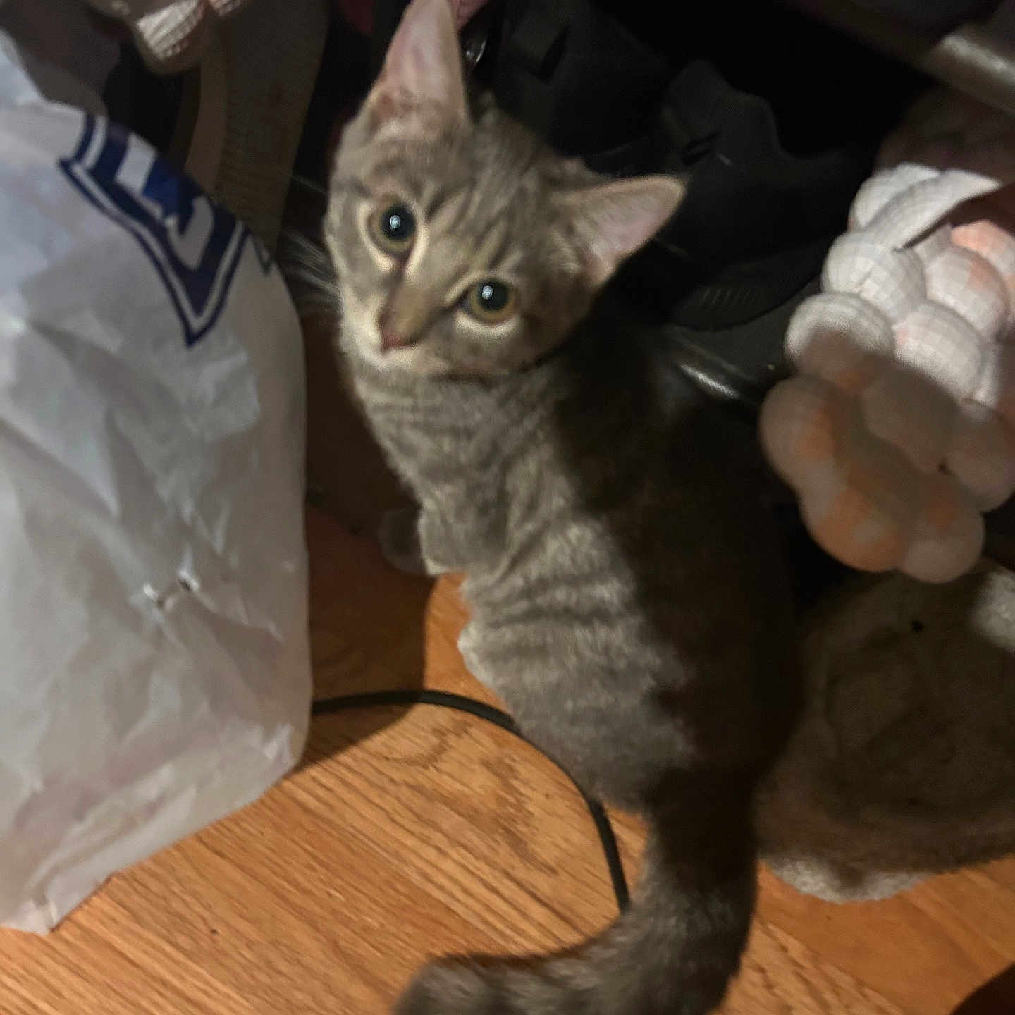 Leo joined the competition — help win amazing prizes! animal, candid, cat, cozy, curious, dim_lighting, eyes, fabric, floor, household_items, indoor, kitten, looking_up, pet, plastic_bag, shoes, small, tabby, tail, wooden_floor