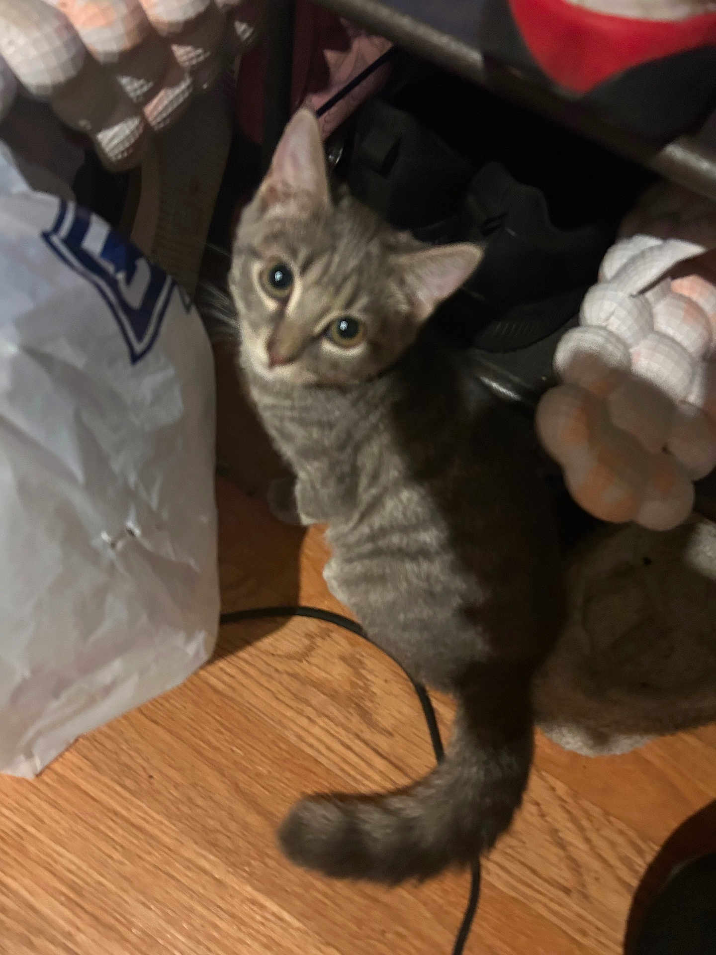 Leo joined the competition — help win amazing prizes! kitten, cat, tabby, floor, wooden_floor, curious, looking_up, indoor, pet, animal, tail, eyes, household_items, shoes, plastic_bag, fabric, candid, dim_lighting, cozy, small