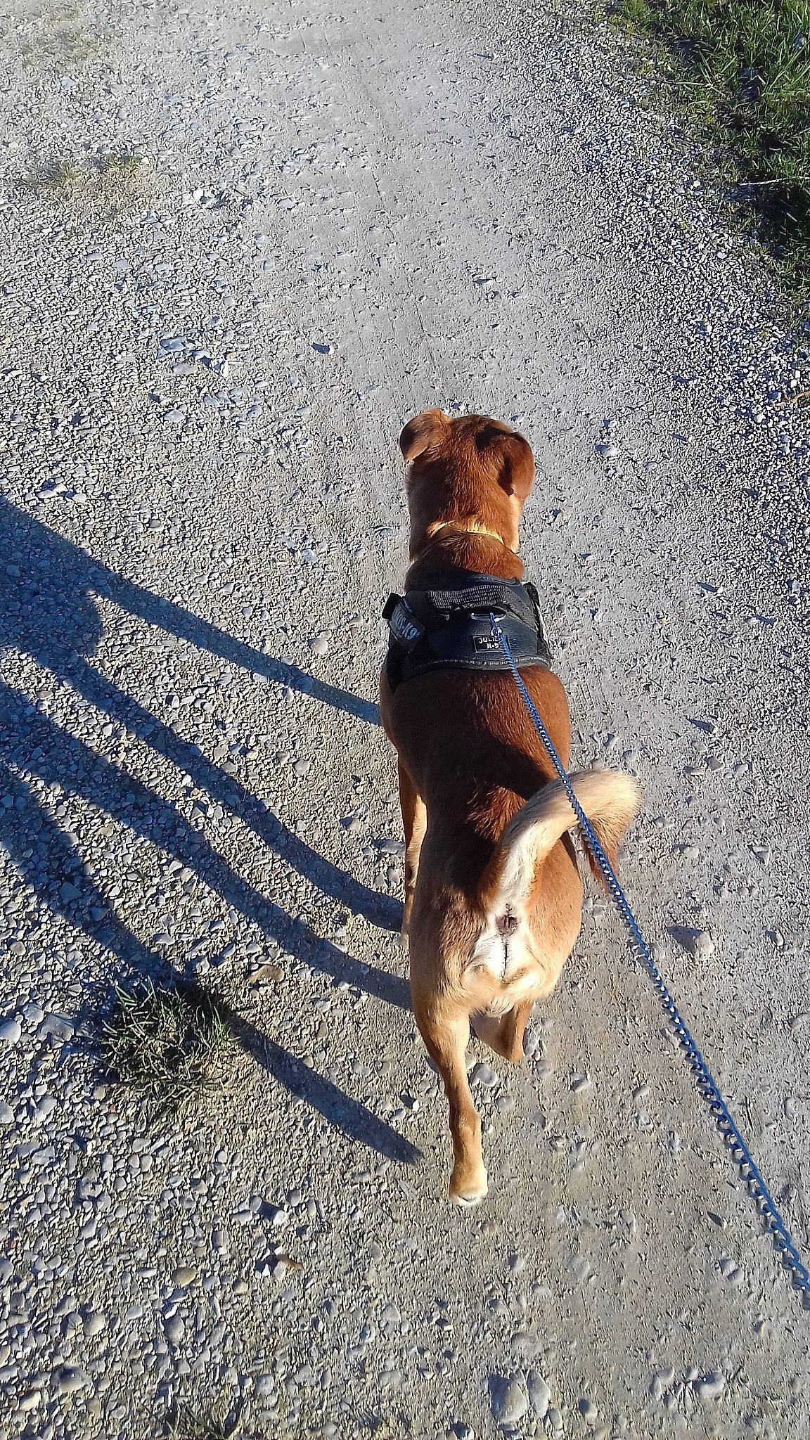 Jaya participe au concours pour gagner de l'argent avec cette photo : canidae, carnivore, companion_dog, dog, dog_breed, dog_walking, leash, mammal, snout, sporting_group