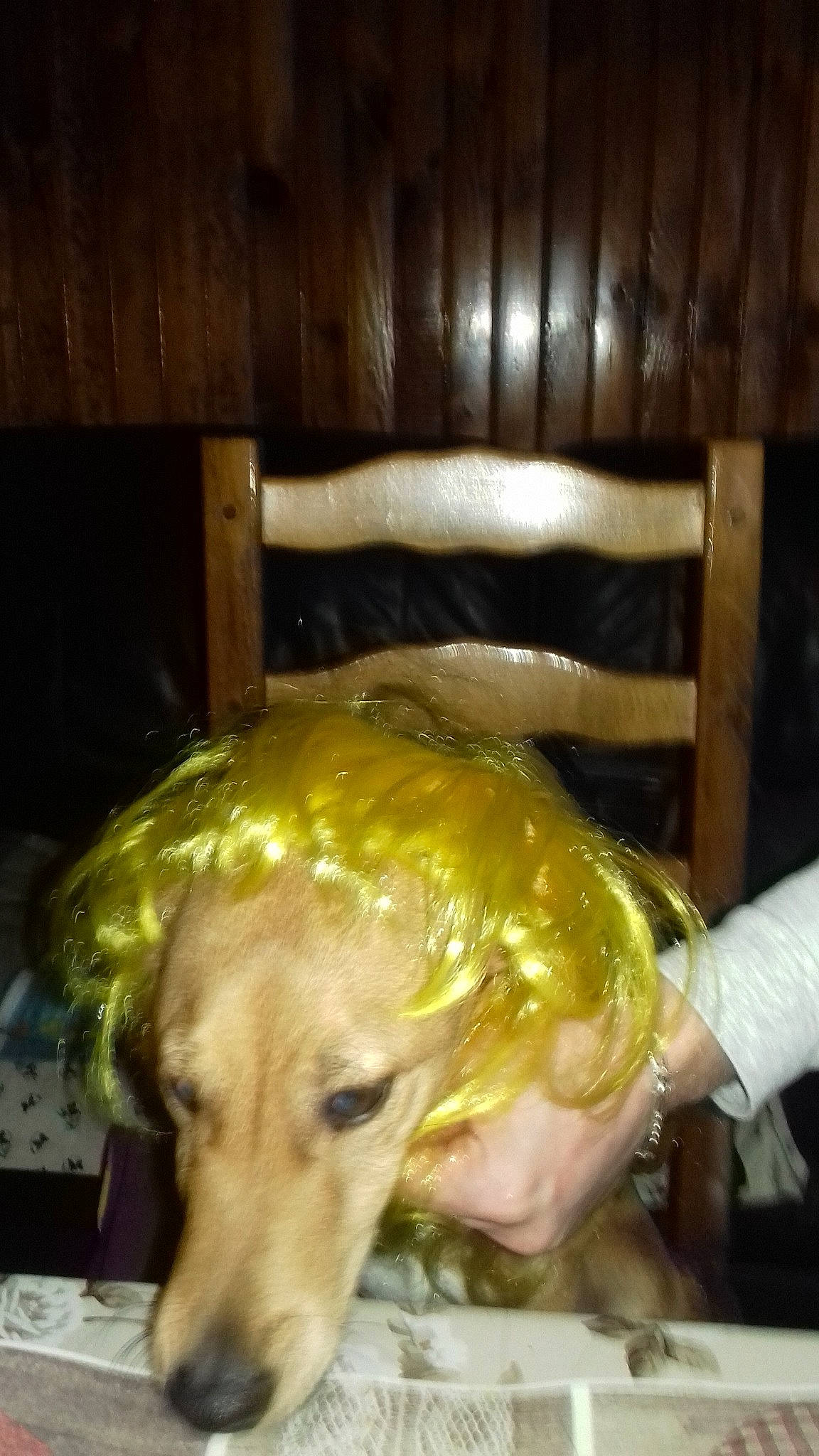 Jaya a rejoint le concours — aidez-le/la à gagner de superbes lots ! canidae, carnivore, dog, dog_breed, golden_retriever, greyhound, lurcher, retriever, sporting_group, whippet, yellow