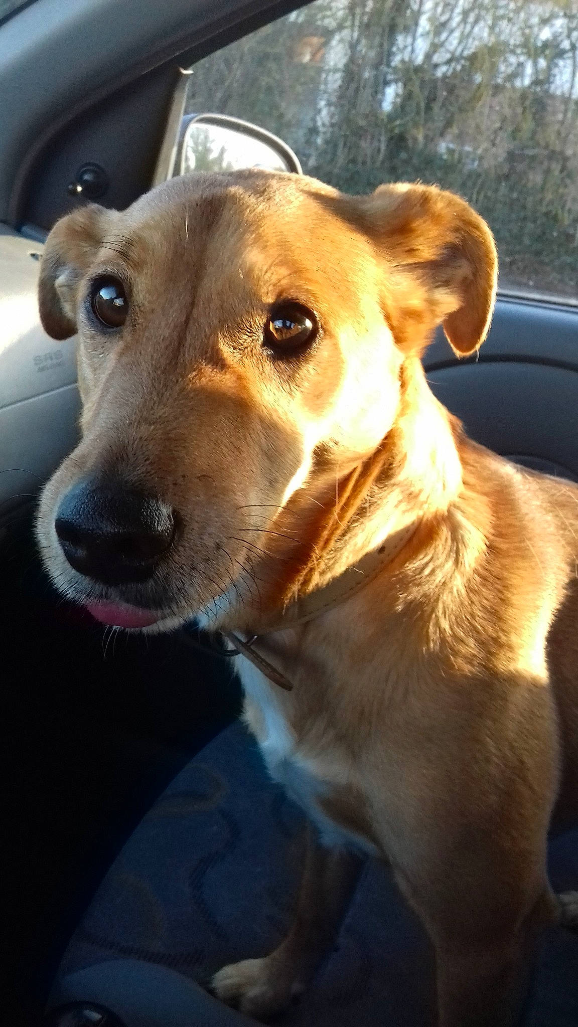 Jaya a rejoint le concours — aidez-le/la à gagner de superbes lots ! canidae, carnivore, companion_dog, dog, dog_breed, ear, fawn, feist, labrador_retriever, mammal, mountain_cur, nose, potcake_dog, rare_breed_dog, snout, sporting_group, vertebrate, whiskers