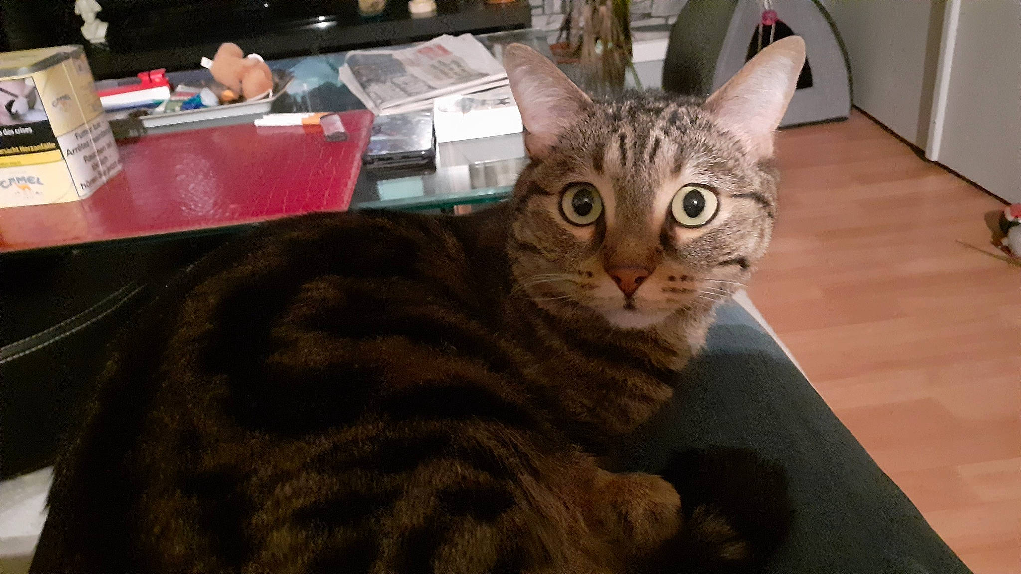 Rasta a rejoint le concours — aidez-le/la à gagner de superbes lots ! carnivore, cat, comfort, domestic_short_haired_cat, felidae, fur, paw, sitting, small_to_medium_sized_cats, snout, terrestrial_animal, whiskers, wood