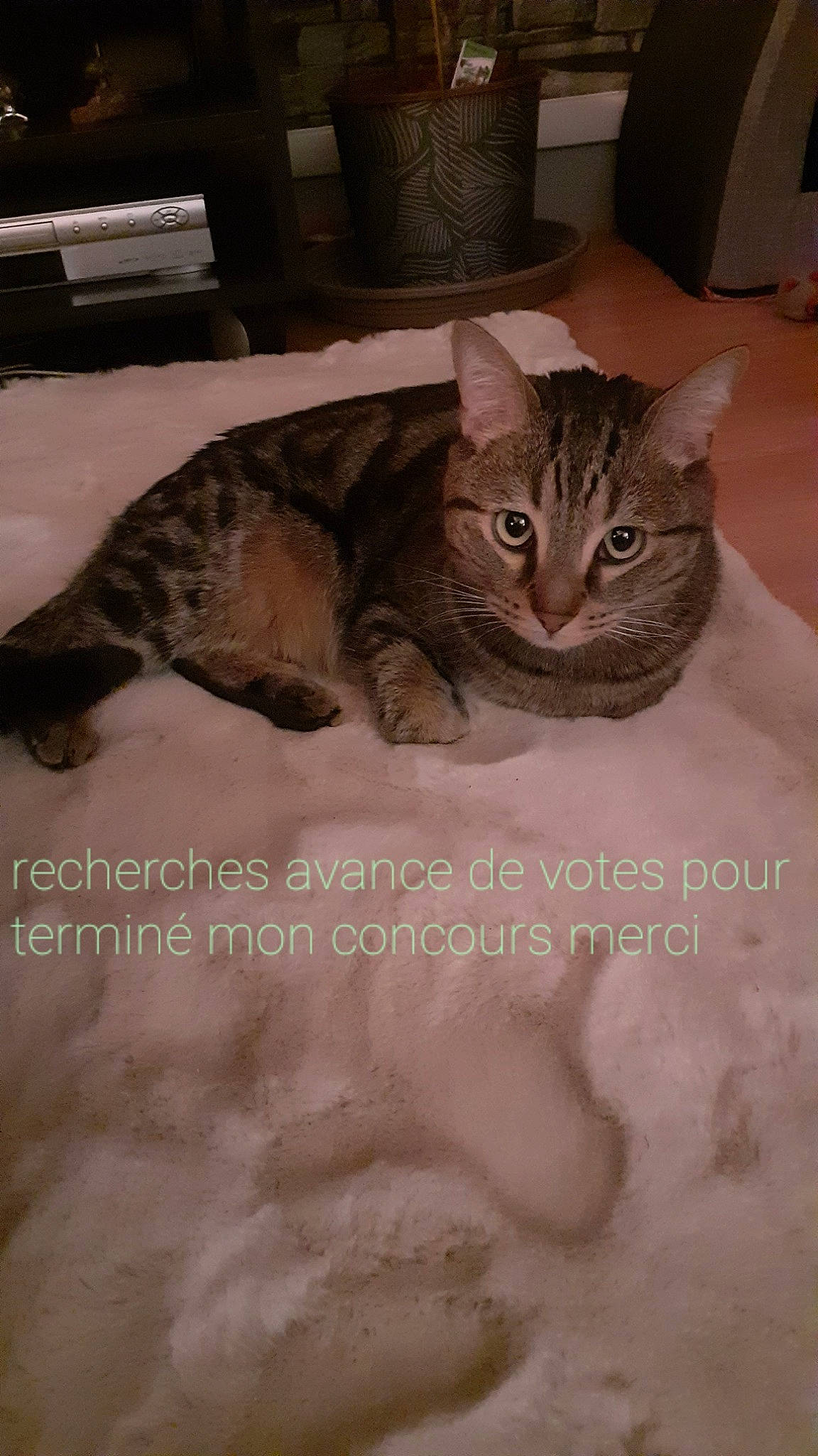 Rasta participe au concours pour gagner de l'argent avec cette photo : bed, carnivore, cat, comfort, domestic_short_haired_cat, felidae, fur, room, small_to_medium_sized_cats, snout, tail, terrestrial_animal, whiskers