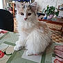 kitten, cat, fluffy, indoor, table, tablecloth, plant, hand, curious, pet, animal, feline, closeup, domestic, cute, young, white, gray, sitting, home