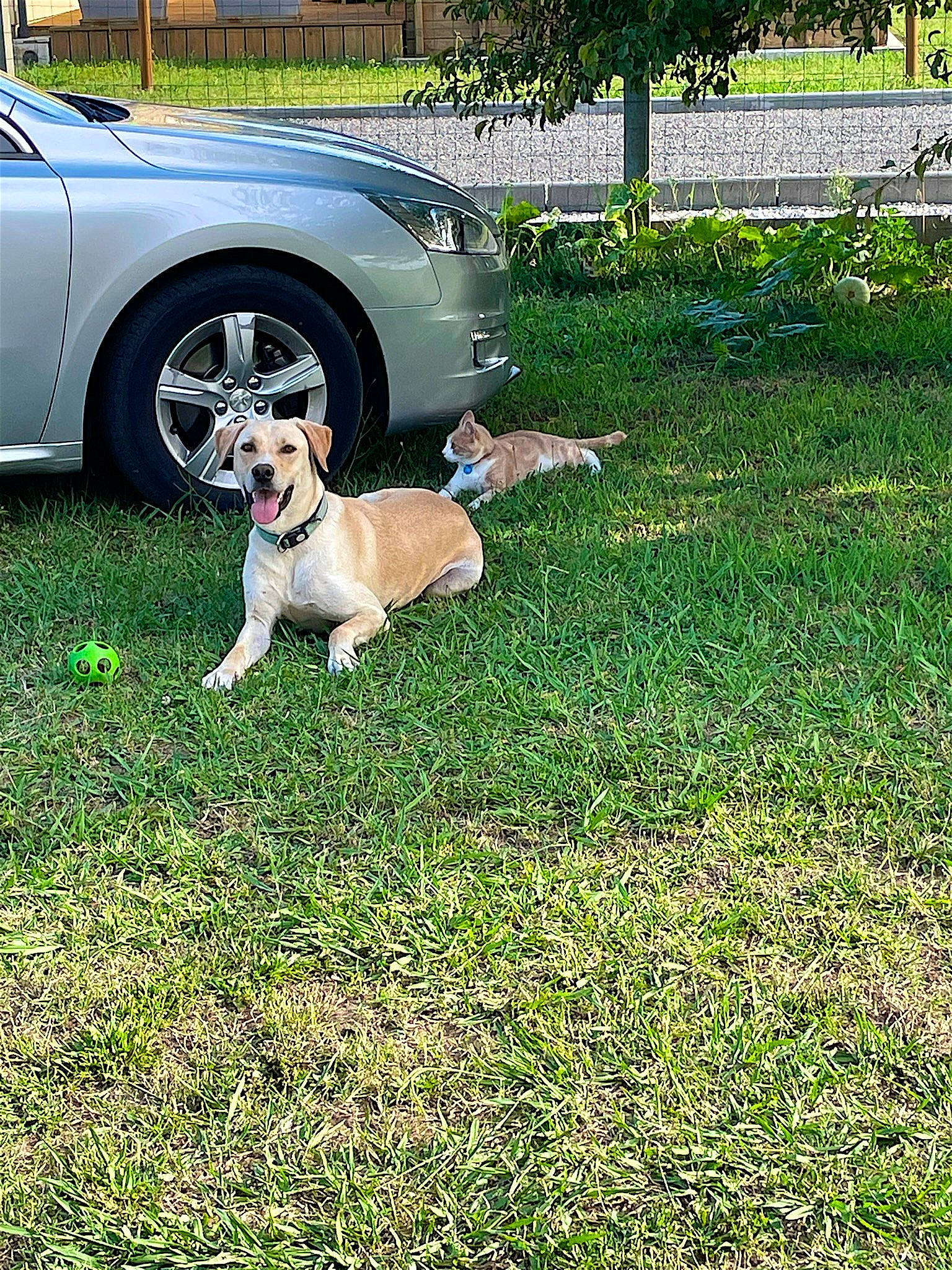 Lou a rejoint le concours — aidez-le/la à gagner de superbes lots ! automotive_exterior, automotive_lighting, automotive_tire, bumper, car, carnivore, companion_dog, dog, dog_breed, fawn, fender, grass, groundcover, hood, plant, tints_and_shades, tire, vehicle, vehicle_door, wheel