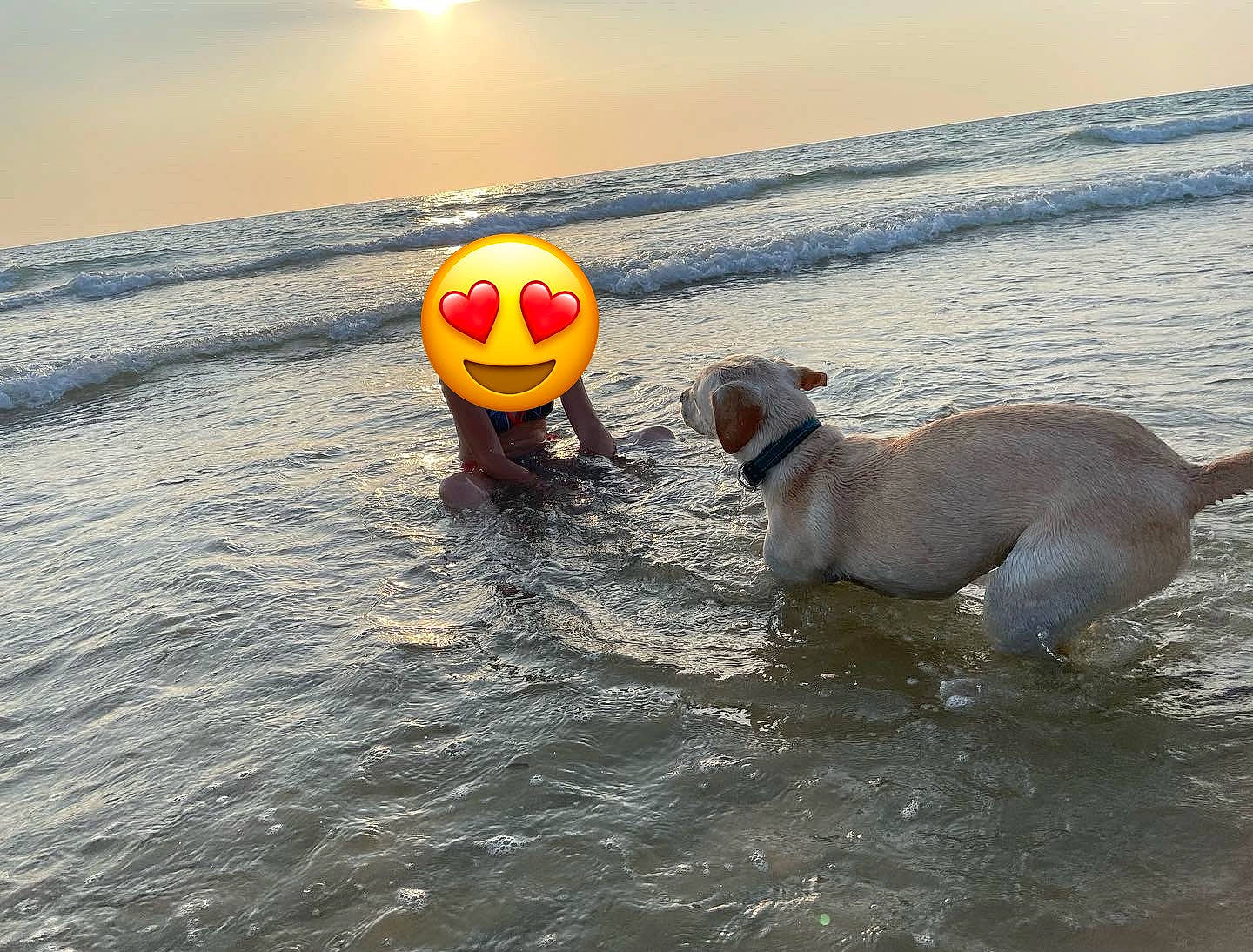 Lou participe au concours pour gagner de l'argent avec cette photo : ball, beach, carnivore, companion_dog, dog, dog_breed, fun, lake, liquid, mammal, ocean, personal_protective_equipment, recreation, sky, sports_equipment, sports_toy, tail, water, wind_wave, working_animal