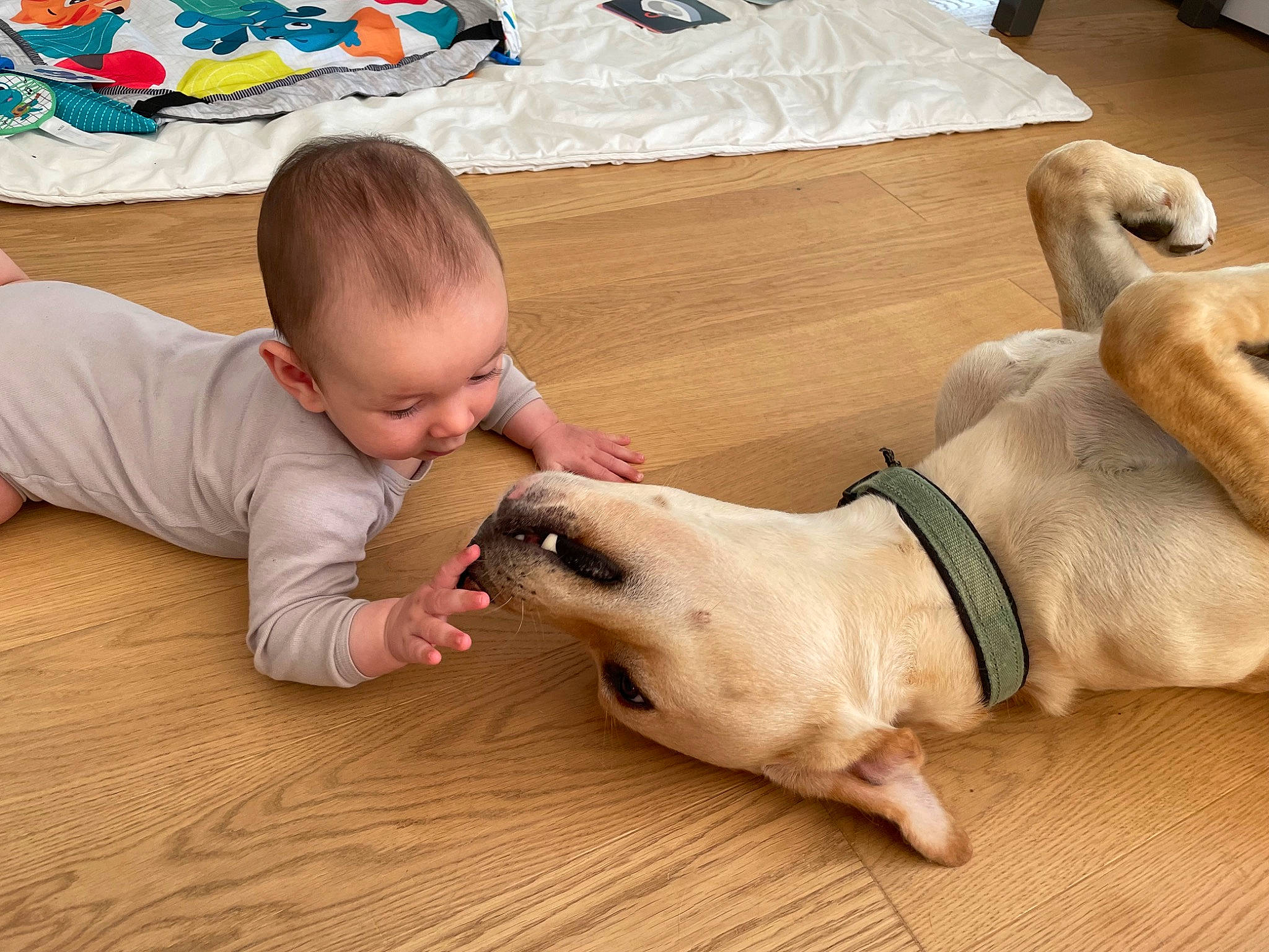 Lou a rejoint le concours — aidez-le/la à gagner de superbes lots ! baby, baby_toddler_clothing, carnivore, collar, comfort, companion_dog, dog, dog_breed, fawn, flooring, foot, hardwood, linens, sitting, snout, toddler, tummy_time, vertebrate, wood, working_animal