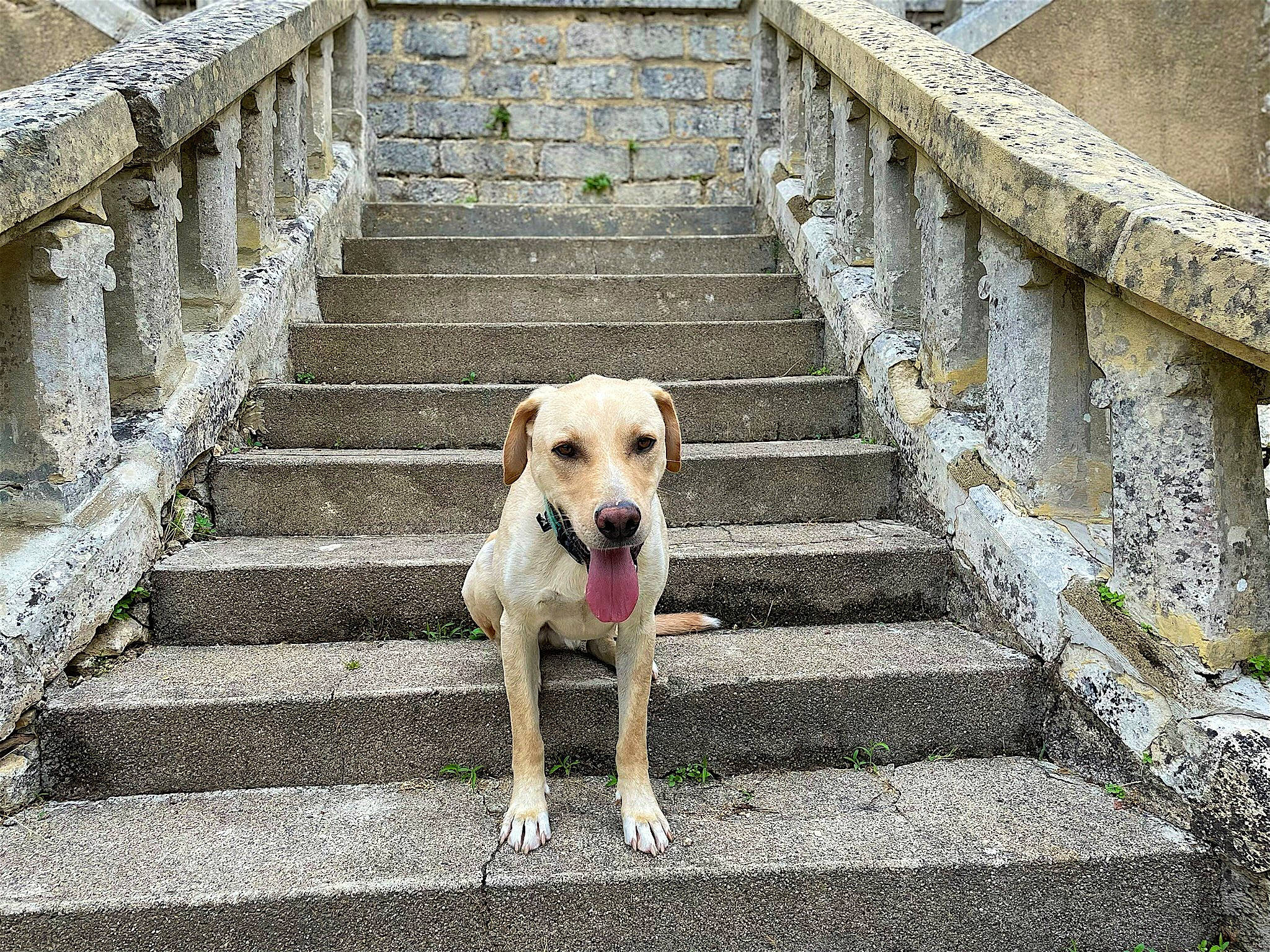 Lou a rejoint le concours — aidez-le/la à gagner de superbes lots ! canidae, carnivore, cobblestone, companion_dog, dog, dog_breed, fawn, flooring, handrail, pet_supply, plant, road, road_surface, sidewalk, snout, sporting_group, stairs, water, wood, working_animal