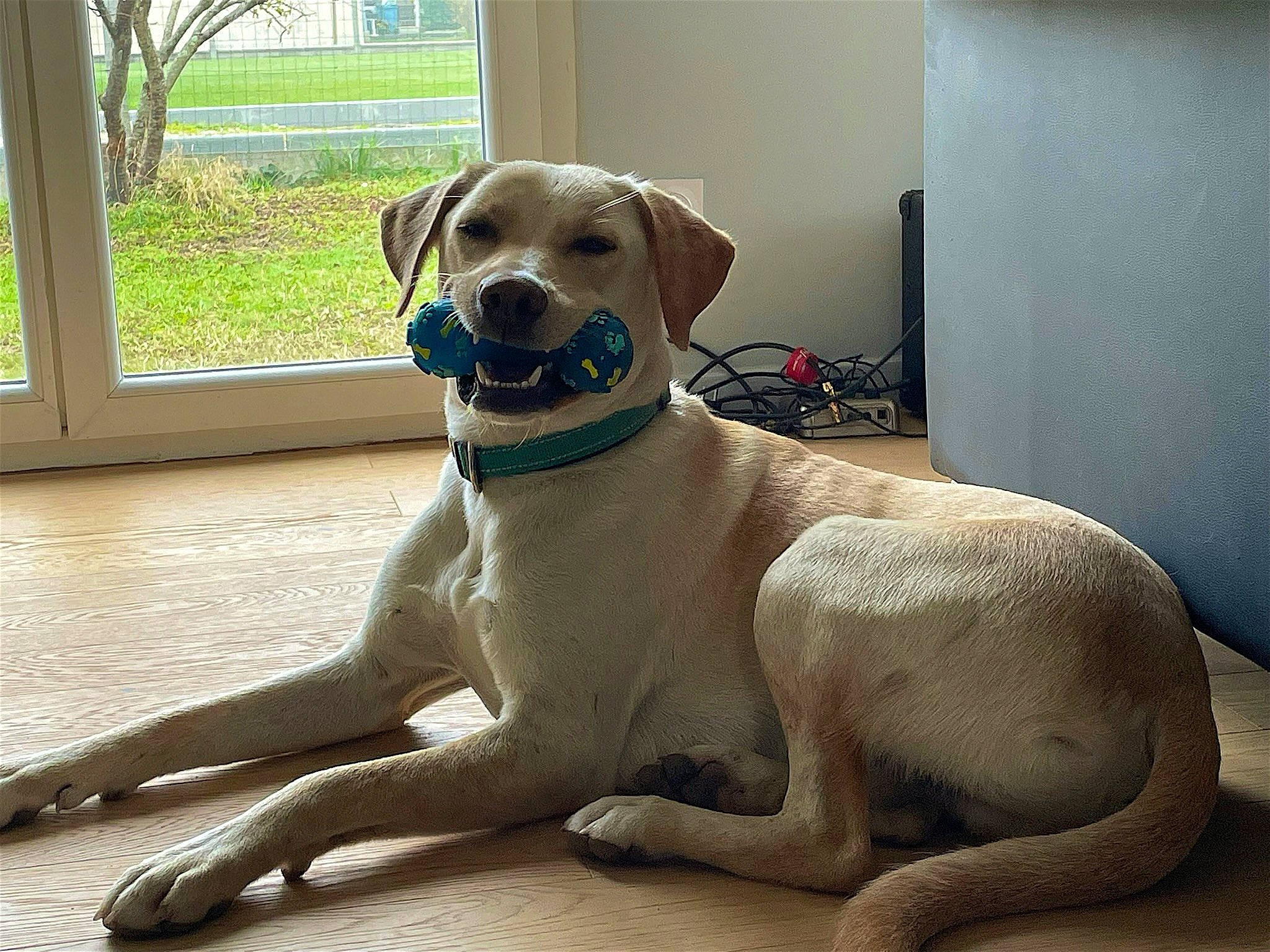 Lou a rejoint le concours — aidez-le/la à gagner de superbes lots ! canidae, carnivore, collar, companion_dog, dog, dog_breed, dog_collar, dog_supply, fawn, flooring, gun_dog, liver, paw, pet_supply, plant, snout, sporting_group, tail, window, working_animal