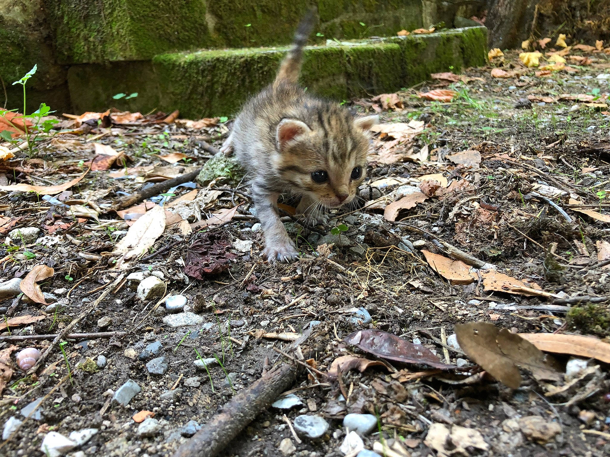 Xéna participe au concours pour gagner de l'argent avec cette photo : antelope_squirrels, carnivore, cat, domestic_short_haired_cat, fawn, felidae, fur, grass, groundcover, jungle, plant, pollution, small_to_medium_sized_cats, soil, tail, terrestrial_animal, waste, whiskers, wildlife, wood