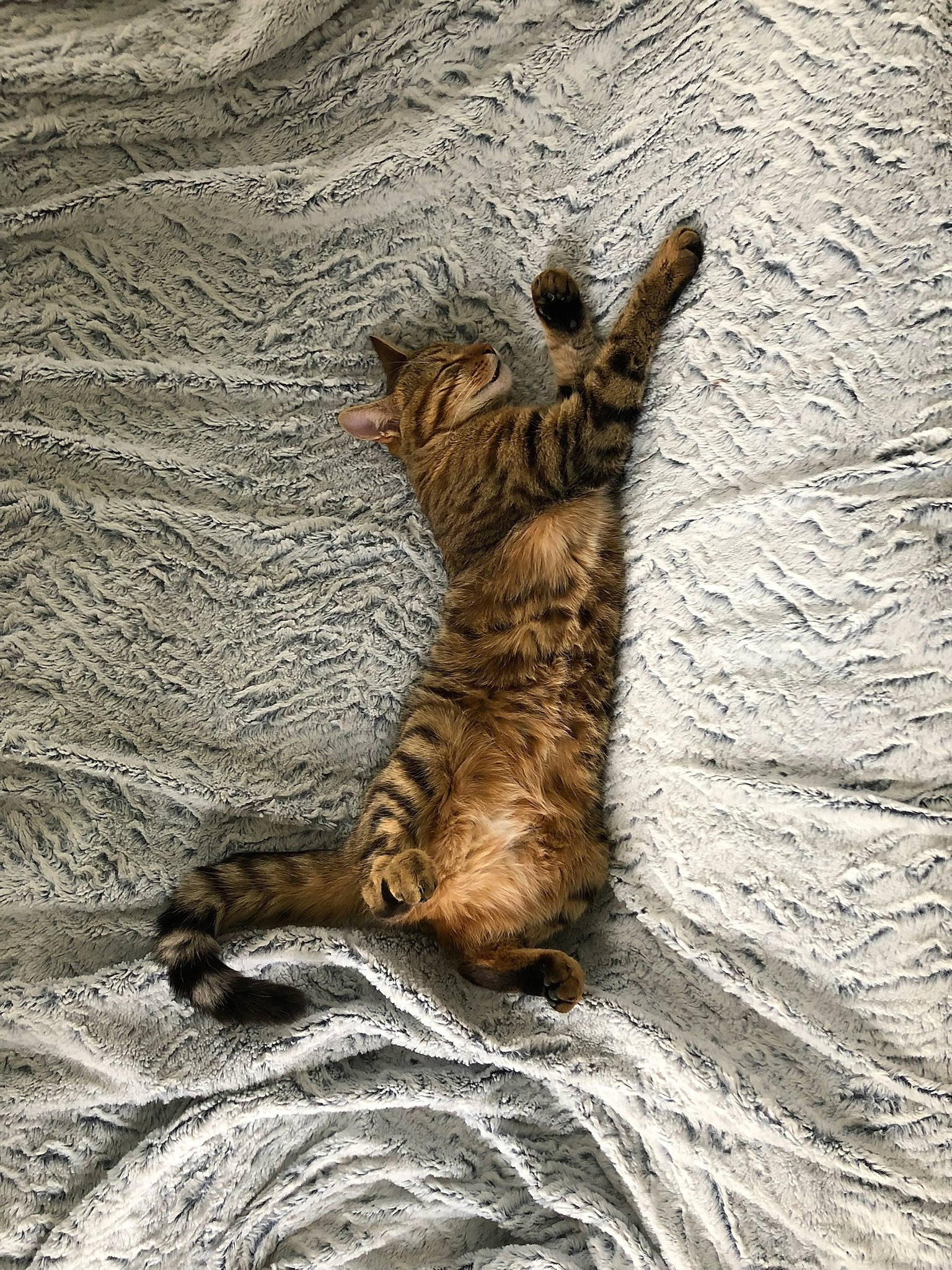 Xéna participe au concours pour gagner de l'argent avec cette photo : carnivore, cat, claw, domestic_short_haired_cat, felidae, fur, paw, plant, shadow, small_to_medium_sized_cats, snout, soil, tail, terrestrial_animal, tree, trunk, whiskers, wildlife, window, wood