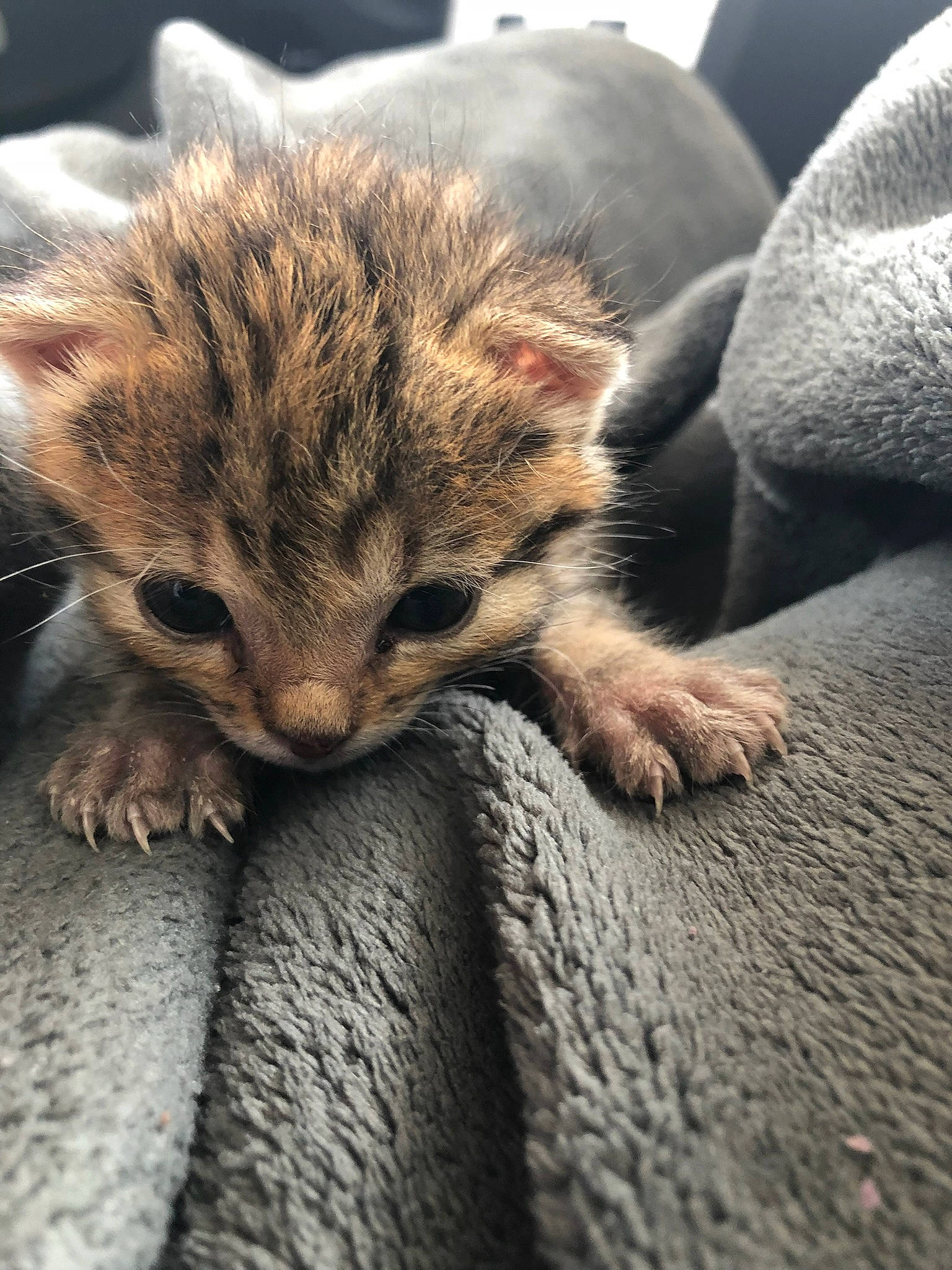 Xéna participe au concours pour gagner de l'argent avec cette photo : carnivore, cat, claw, close_up, cloud, comfort, domestic_short_haired_cat, eye, felidae, flooring, fur, grey, nap, paw, small_to_medium_sized_cats, snout, tail, terrestrial_animal, whiskers, wood
