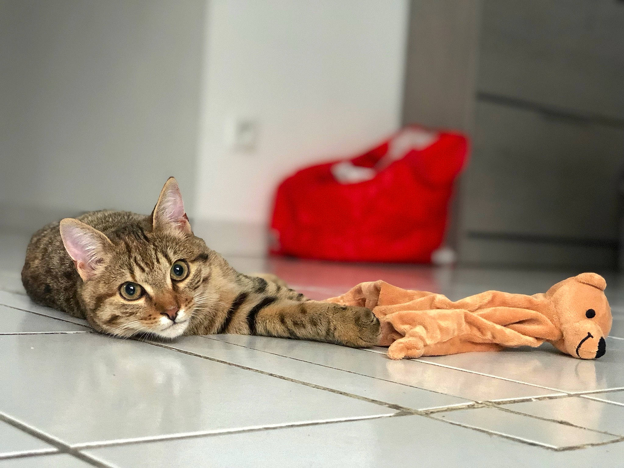 Xéna participe au concours pour gagner de l'argent avec cette photo : carnivore, cat, comfort, couch, domestic_short_haired_cat, fawn, felidae, floor, flooring, fur, hardwood, head, paw, sitting, small_to_medium_sized_cats, snout, tail, whiskers, wood, wood_flooring