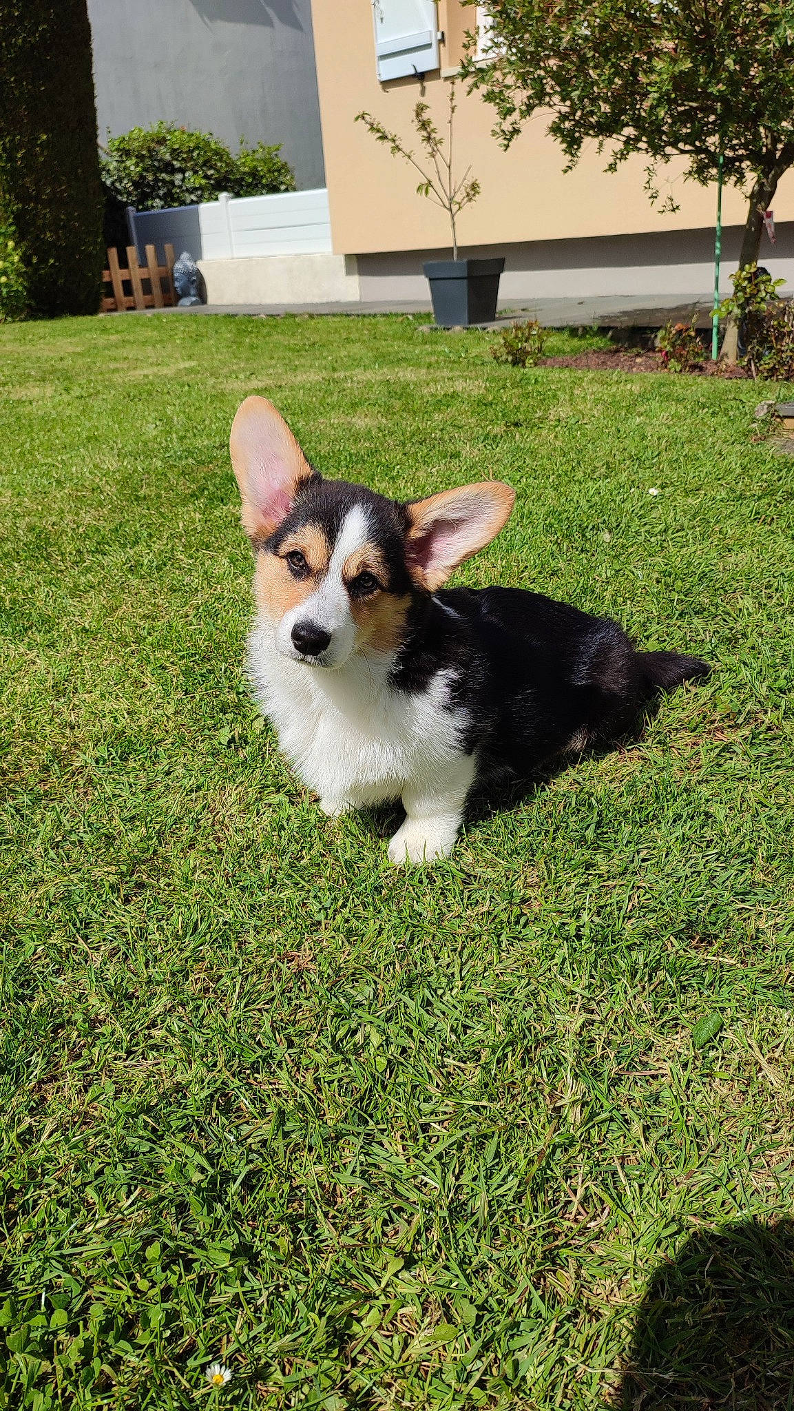 Ubby a rejoint le concours — aidez-le/la à gagner de superbes lots ! canidae, carnivore, companion_dog, dog, dog_breed, fawn, grass, herding_dog, lawn, plant, puppy, snout, sporting_group, tail, toy_dog, tree, whiskers, working_animal, working_dog, yard