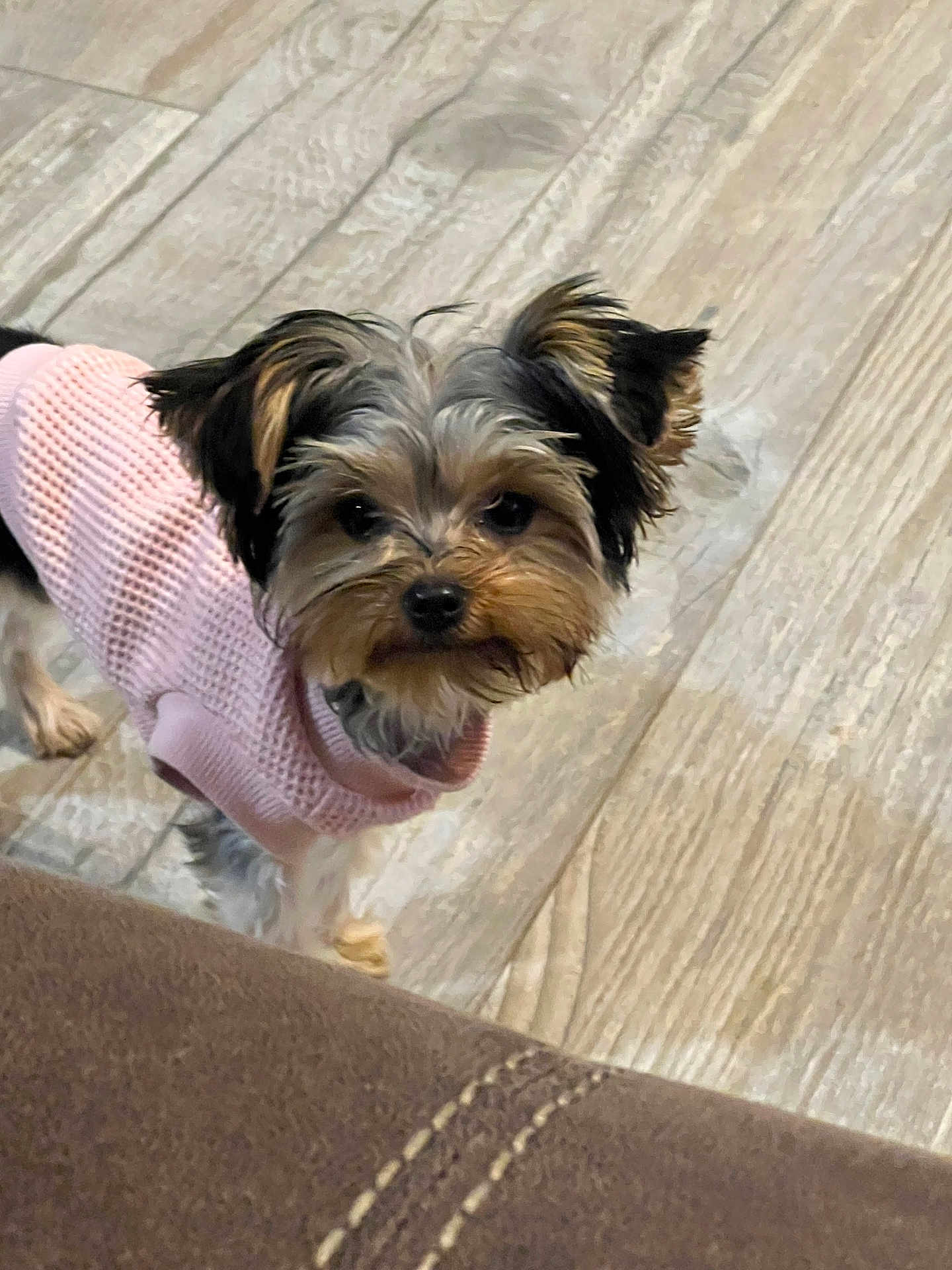 Missy Snookie