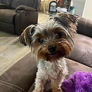 Missy Snookie joined the competition — help win amazing prizes! animal, background_blur, brown_couch, couch, cozy, curious, dog, domestic, floor, fur, furniture, head_tilt, indoors, living_room, pet, plush_toy, purple_toy, small_dog, toy, wood_floor