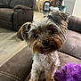 animal, background_blur, brown_couch, couch, cozy, curious, dog, domestic, floor, fur, furniture, head_tilt, indoors, living_room, pet, plush_toy, purple_toy, small_dog, toy, wood_floor
