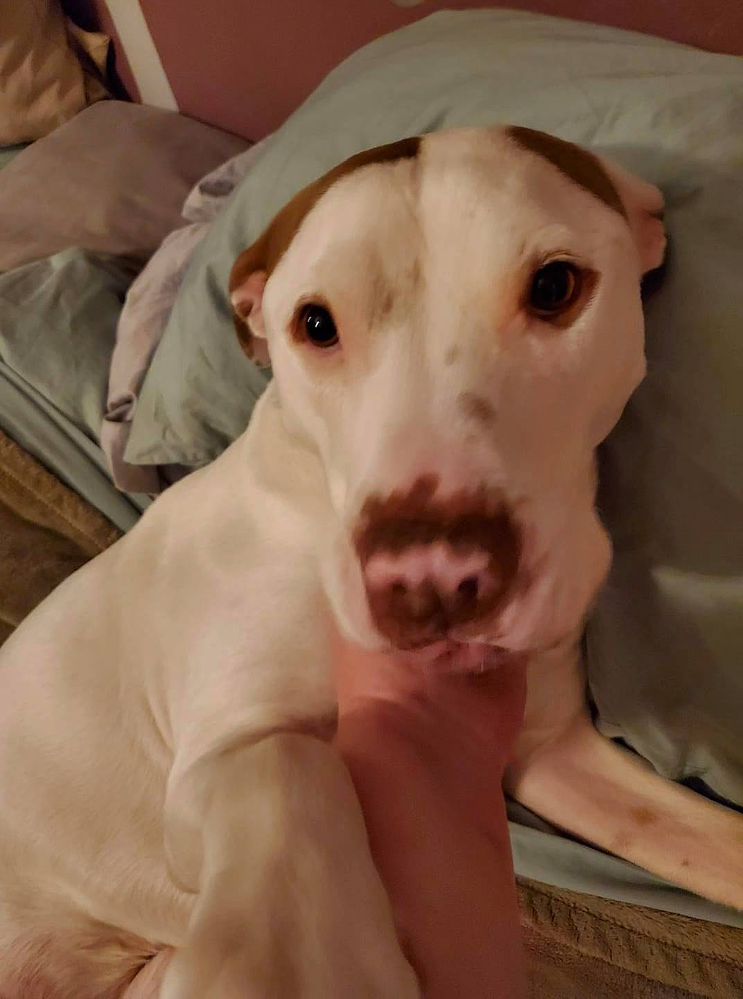 Odin joined the competition — help win amazing prizes! canidae, carnivore, comfort, companion_dog, dog, dog_breed, dogo_argentino, ear, eye, fawn, fur, hat, no_expression, non_sporting_group, selfie, snout, sporting_group, toy_dog, whiskers, working_animal