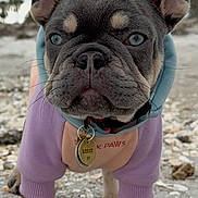 Reese is registered to the contest to win money with this photo: french_bulldog, puppy, dog, close_up, outdoor, beach, rocky_ground, pet_clothing, collar, tag, ears, curious, animal, mammal, young, cute, portrait, standing, fur, snout