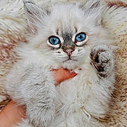 Aslan a rejoint le concours — aidez-le/la à gagner de superbes lots ! adorable, animal, blue_eyes, cat, close_up, cute, domestic_cat, feline, fluffy, fur, hand, indoor, kitten, mammal, paw, pet, portrait, soft, whiskers, young
