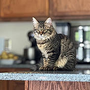 Shiro is registered to the contest to win money with this photo: