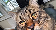 Shiro joined the competition — help win amazing prizes! cat, tabby, close_up, indoor, window, feline, pet, whiskers, ears, eyes, face, fur, animal, domestic, curious, portrait, home, chair, natural_light, muzzle