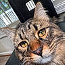 cat, tabby, close_up, indoor, window, feline, pet, whiskers, ears, eyes, face, fur, animal, domestic, curious, portrait, home, chair, natural_light, muzzle