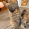 Shiro is registered to the contest to win money with this photo: cat, tabby, standing, lollipop, human_hand, indoor, wooden_door, flooring, brown_paper_bag, pet, feline, curious, cute, playful, whiskers, tail, animal, domestic, floor, treat