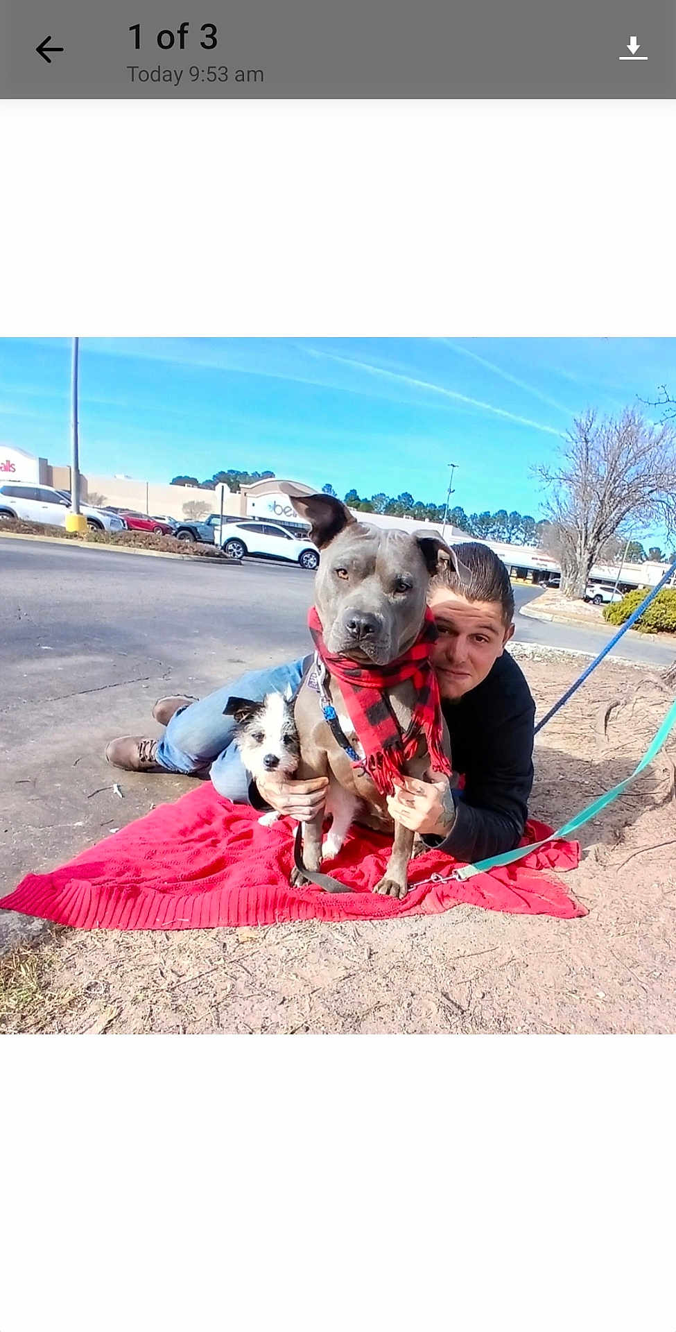 Dutch And Spanky is registered to the contest to win money with this photo: man, dog, pitbull, small_dog, red_blanket, scarf, leash, parking_lot, pavement, tree, sky, cars, buildings, outdoors, sitting, cuddling, portrait, human, pet, accessory