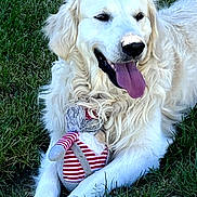 Titoff participe au concours pour gagner de l'argent avec cette photo : dog, golden_retriever, grass, toy, plush_toy, outdoor, pet, canine, happy, tongue_out, lying_down, fur, animal, nature, playful, summer, companion, cute, relaxed, friendly