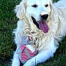 animal, canine, companion, cute, dog, friendly, fur, golden_retriever, grass, happy, lying_down, nature, outdoor, pet, playful, plush_toy, relaxed, summer, tongue_out, toy