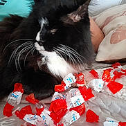 Gros Matou participe au concours pour gagner de l'argent avec cette photo : cat, tuxedo_cat, black_and_white, furry, whiskers, pet, animal, lying_down, relaxed, bed, blanket, pillow, bedroom, candy_wrappers, candy, packaging, cozy, indoors, close_up, playful
