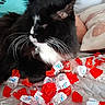 cat, tuxedo_cat, black_and_white, furry, whiskers, pet, animal, lying_down, relaxed, bed, blanket, pillow, bedroom, candy_wrappers, candy, packaging, cozy, indoors, close_up, playful