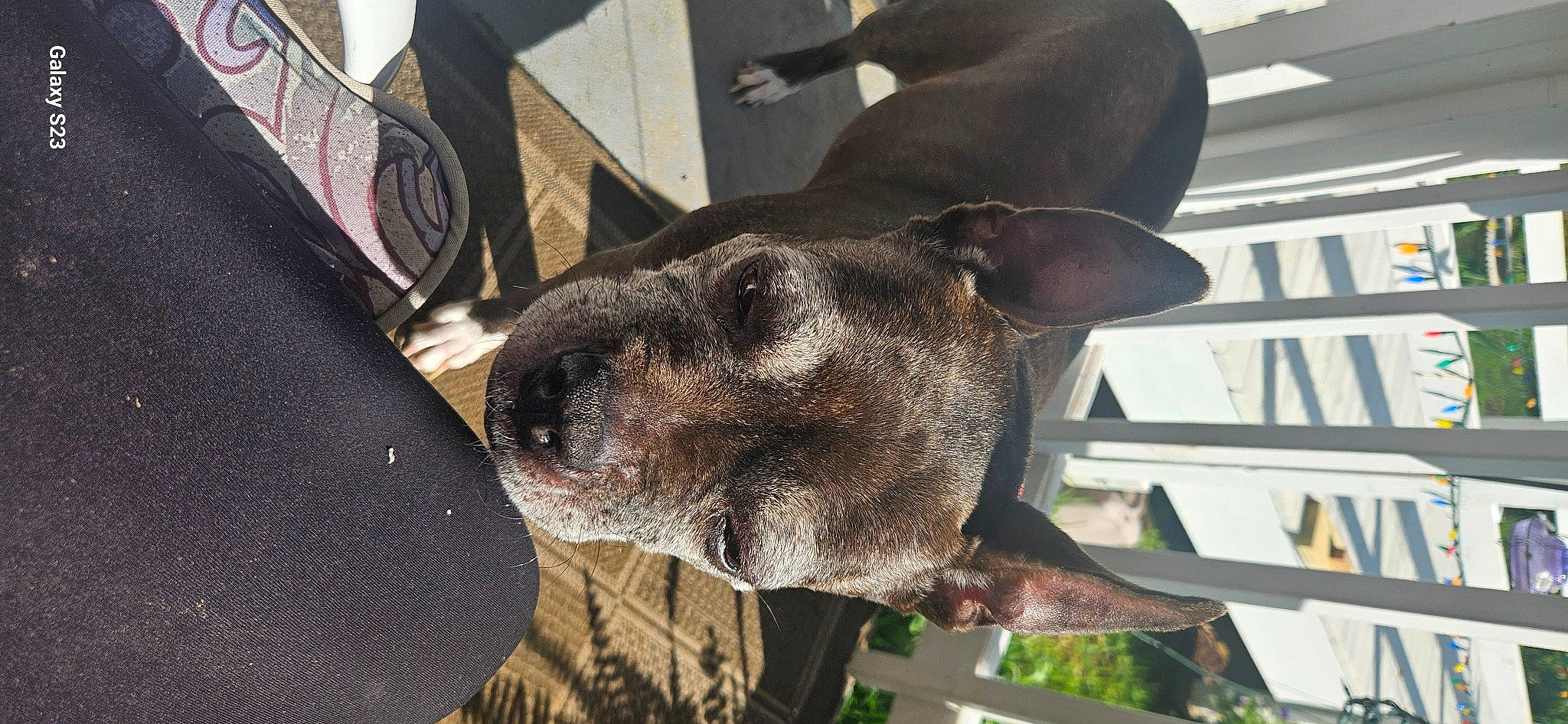 Bellebee is registered to the contest to win money with this photo: canidae, carnivore, collar, dog, dog_breed, dog_collar, fashion_accessory, fawn, fur, guard_dog, non_sporting_group, sporting_group, terrestrial_animal, whiskers, working_animal, working_dog