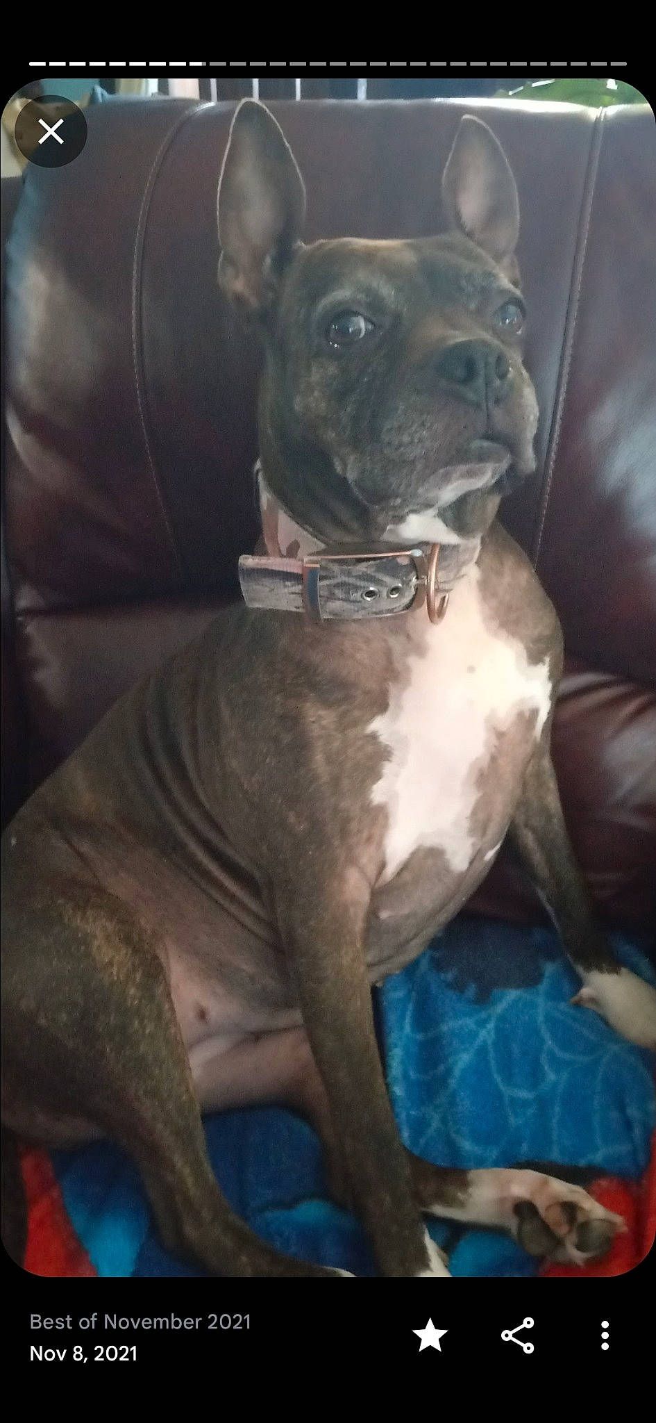 Bellebee joined the competition — help win amazing prizes! ancient_dog_breeds, canidae, carnivore, collar, comfort, companion_dog, dog, dog_breed, dog_collar, fawn, guard_dog, liver, molosser, non_sporting_group, snout, sporting_group, whiskers, working_animal, working_dog, wrinkle