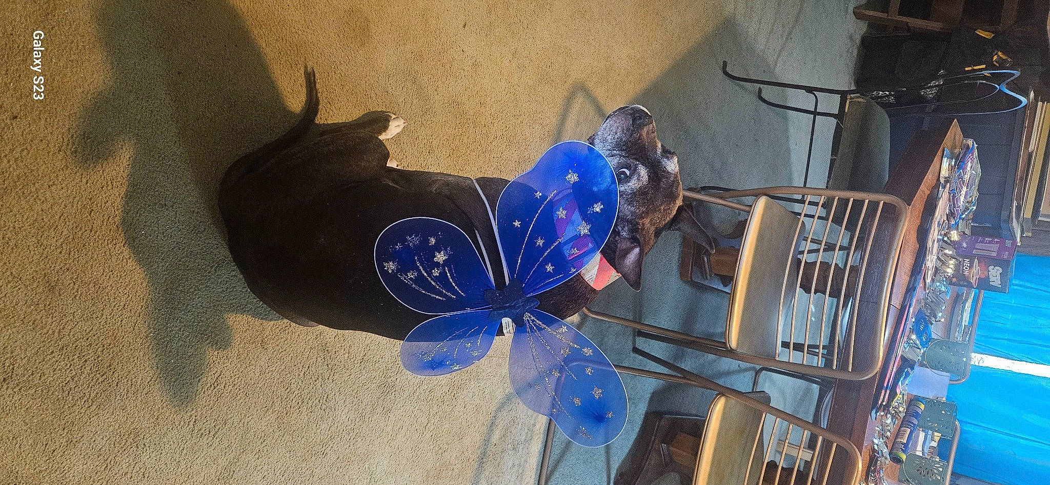 Bellebee joined the competition — help win amazing prizes! art, auto_part, automotive_wheel_system, carmine, chair, circle, electric_blue, fashion_accessory, flooring, insect, party_supply, personal_protective_equipment, petal, propeller, room, shadow, visual_arts, wheel, wing, wood